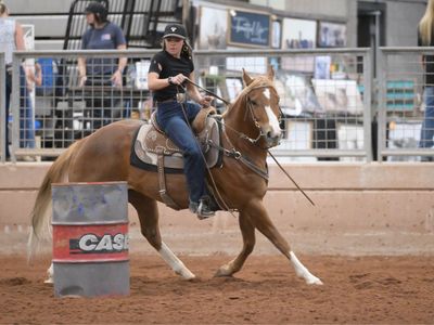 5 Year Old Gelding