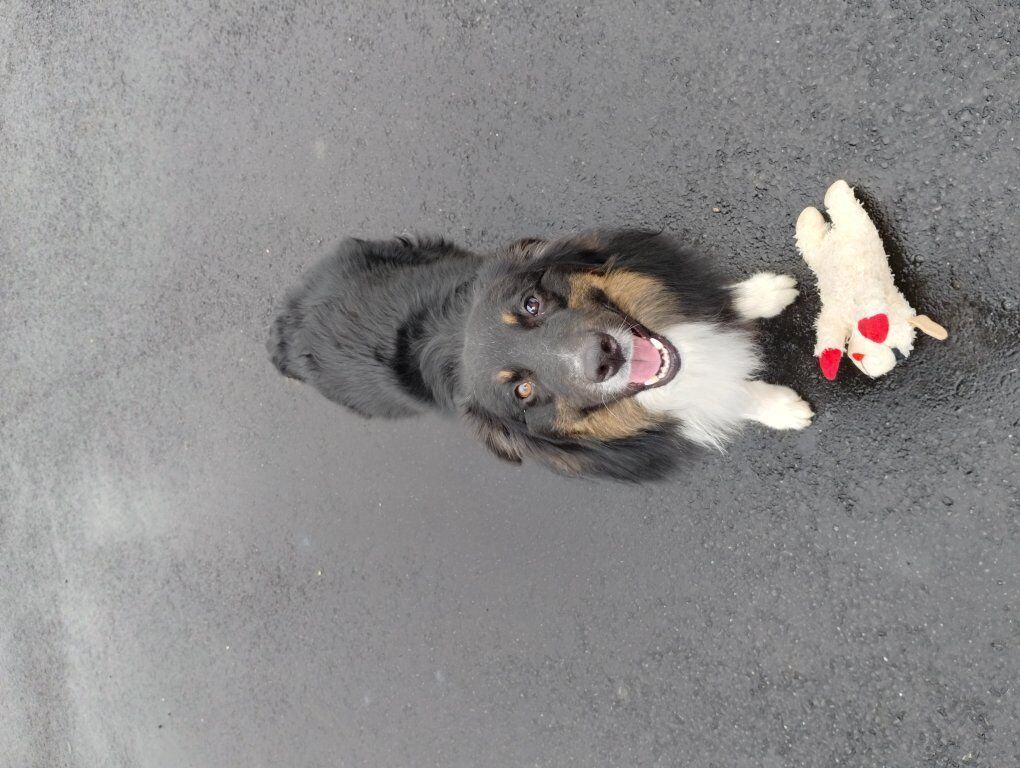 Australian Shepherd Needs new home asap!!