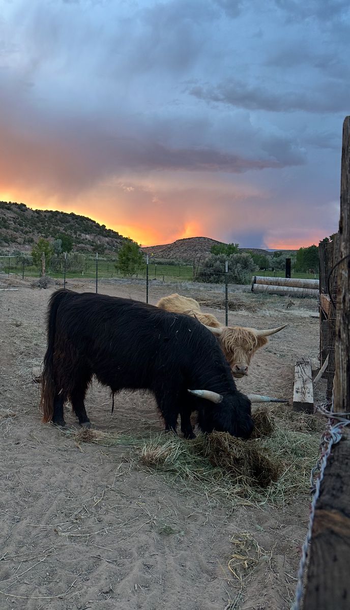 Mini Highland Cattle