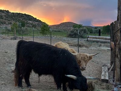 Mini Highland Cattle