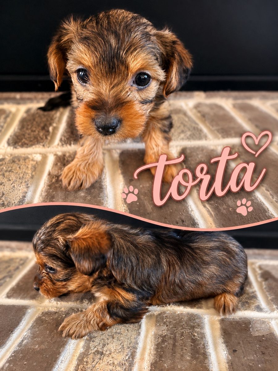 Yorkie poo girl