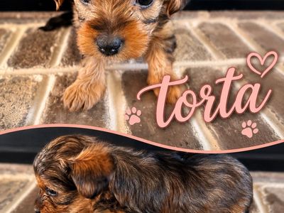 Yorkie poo girl
