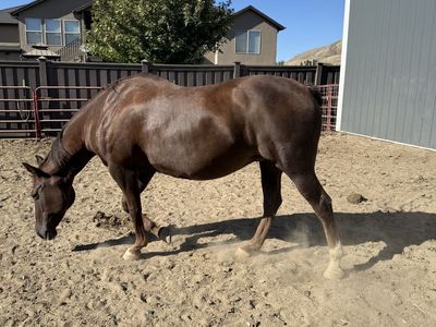 For Sale- Two Well-Broke Mares (Prefer to sell together)- $4000 ($2,000 each)