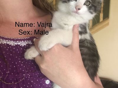 Fluffy kittens (9 weeks old)