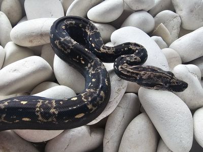 2025 Male Jungle IMG het Albino pos het Anery