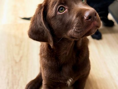 READY NOW Male Labradoodle Puppies