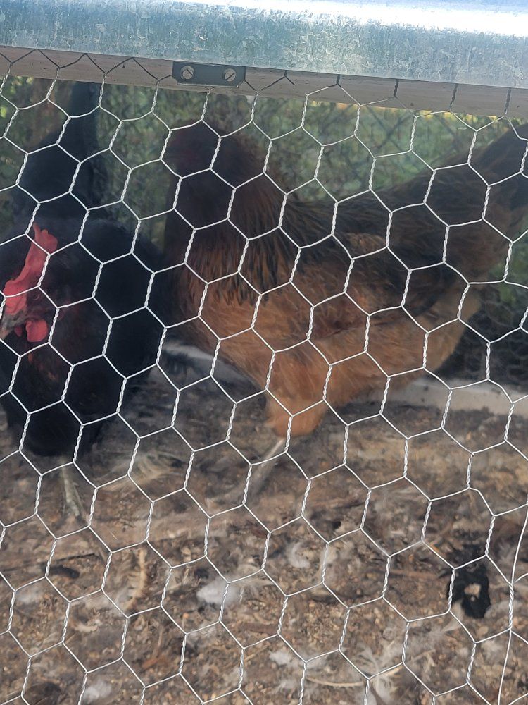 Free 4 year old Chickens