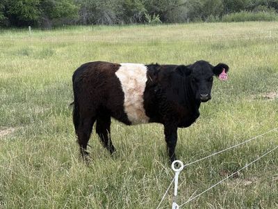 Registered Belted Galloway Heifers