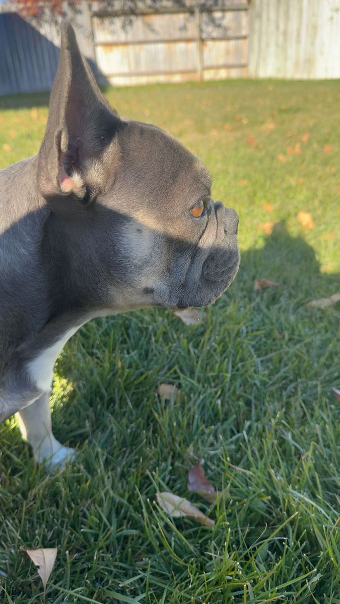 Stud French Bulldog