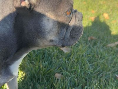 Stud French Bulldog