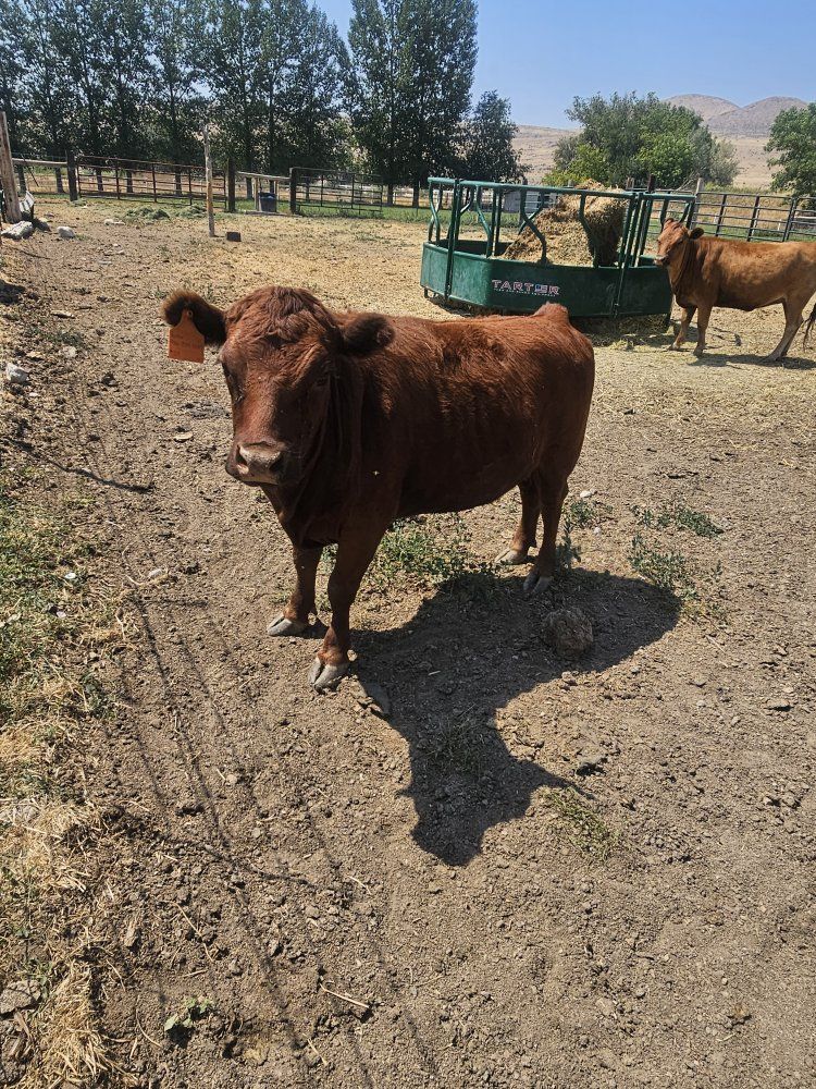 Dexter Angus cross heifers