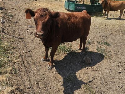 Dexter Angus cross heifers