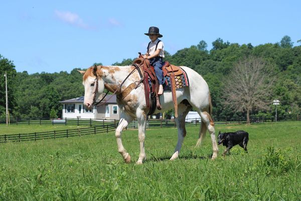 Palomino Overo Paint Horse Mare
