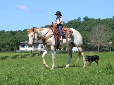 Palomino Overo Paint Horse Mare