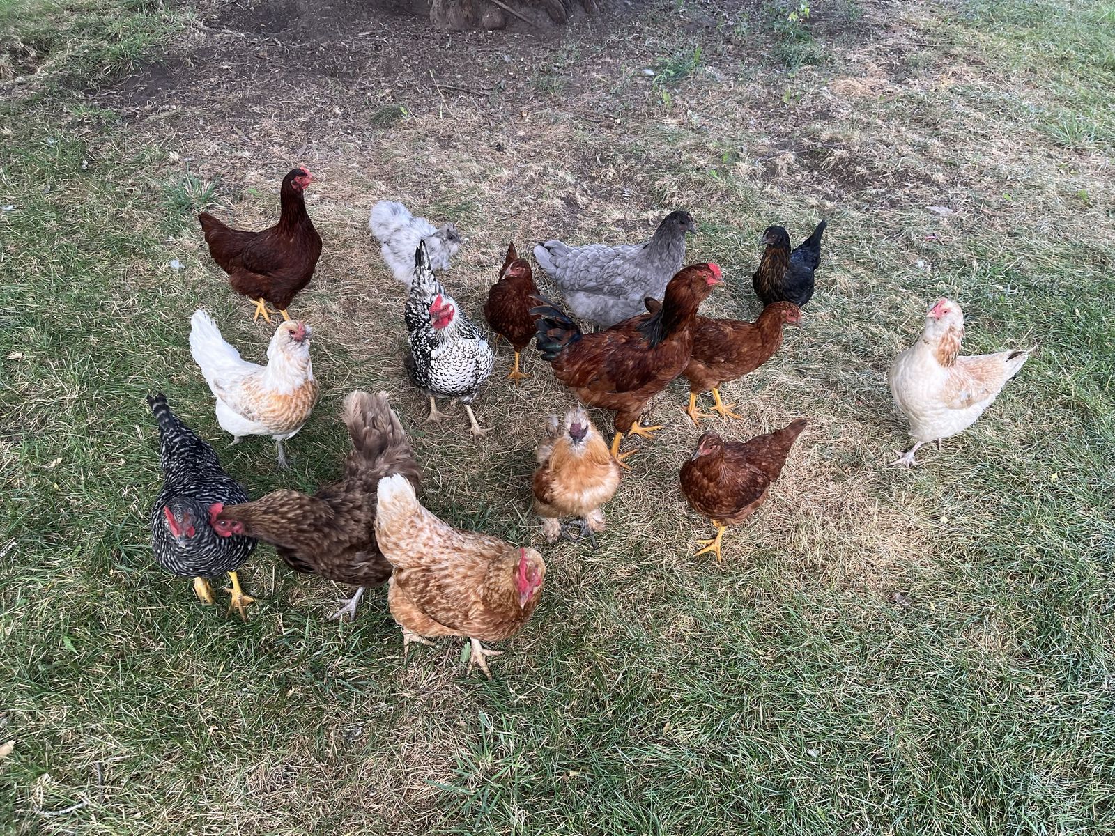 Ornamental Flock