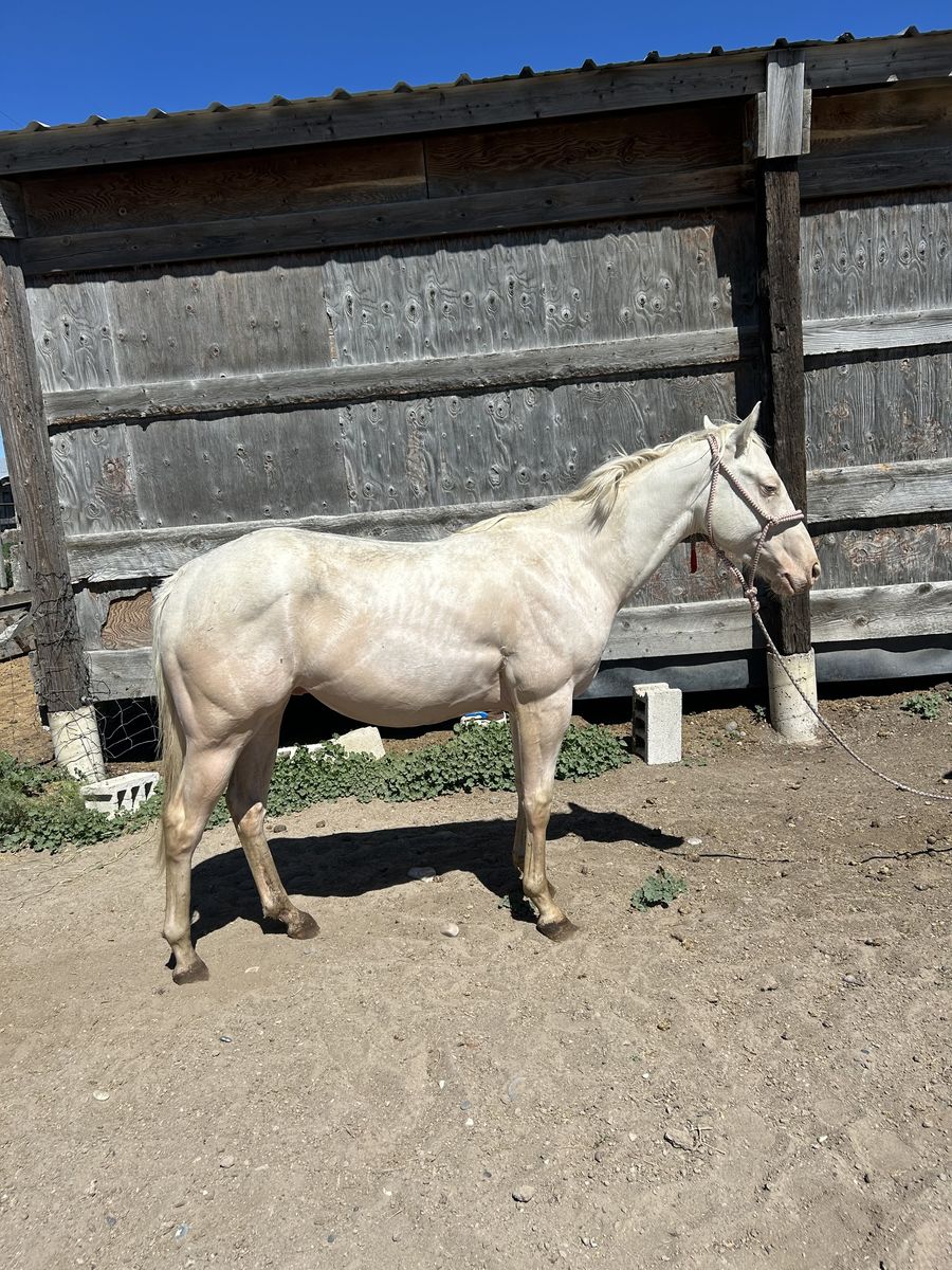 2 year old AQHA gelding