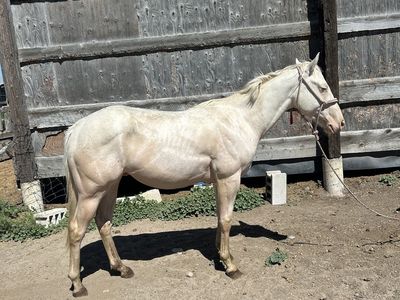 2 year old AQHA gelding