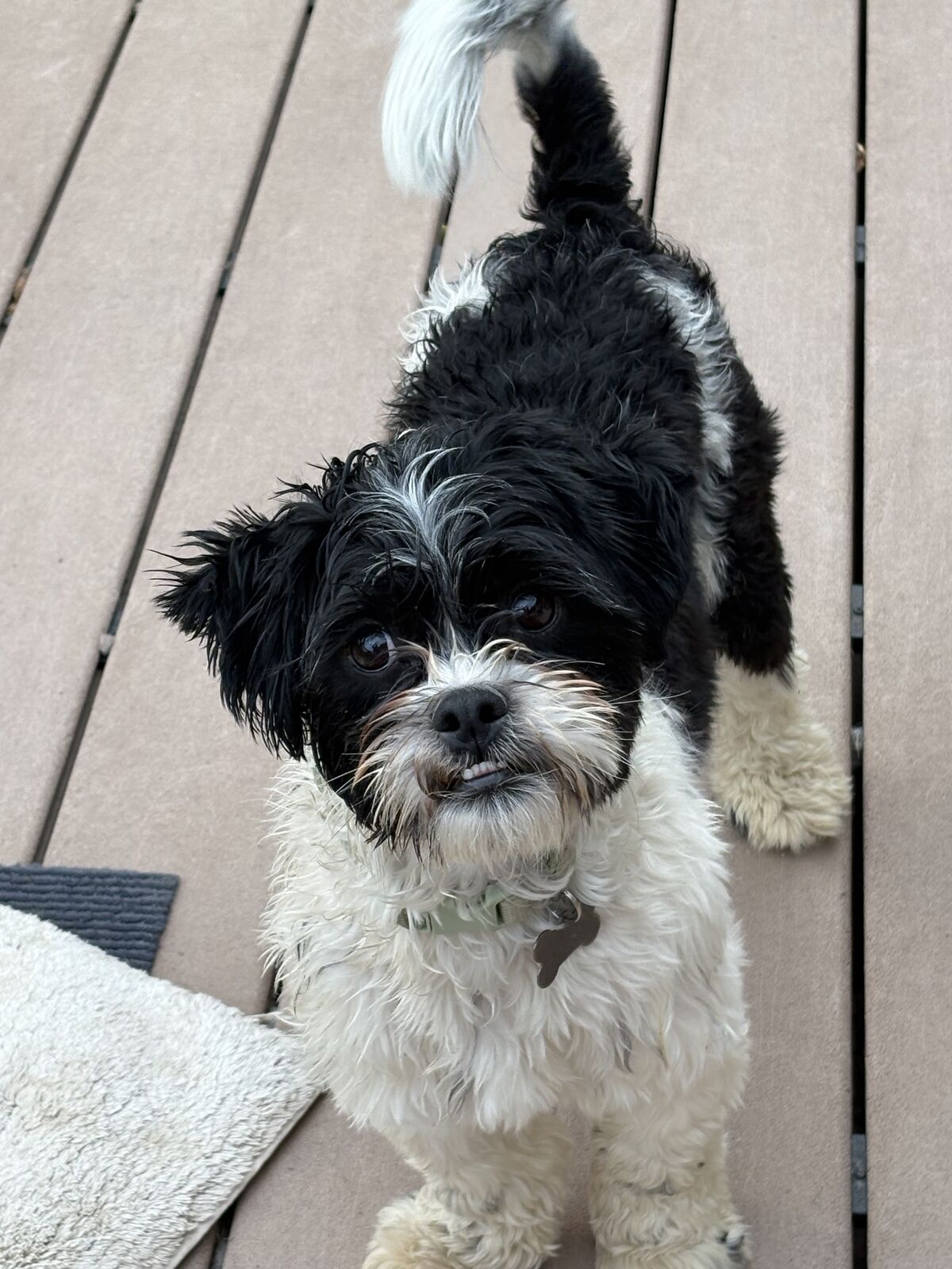 Male Shitzu 2 years old