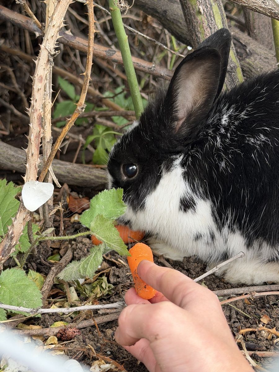 Found: Sweet Black and White Rabbit in Taylorsville - Seeking Owner