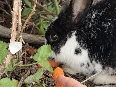 Found: Sweet Black and White Rabbit in Taylorsville - Seeking Owner
