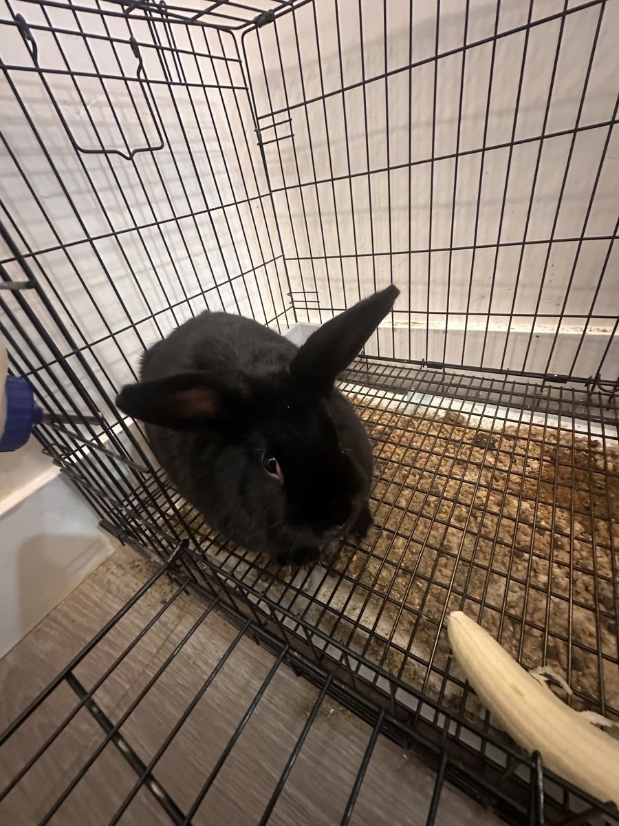 Pet Bunny for sale with cage and supplies