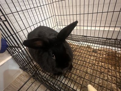 Pet Bunny for sale with cage and supplies
