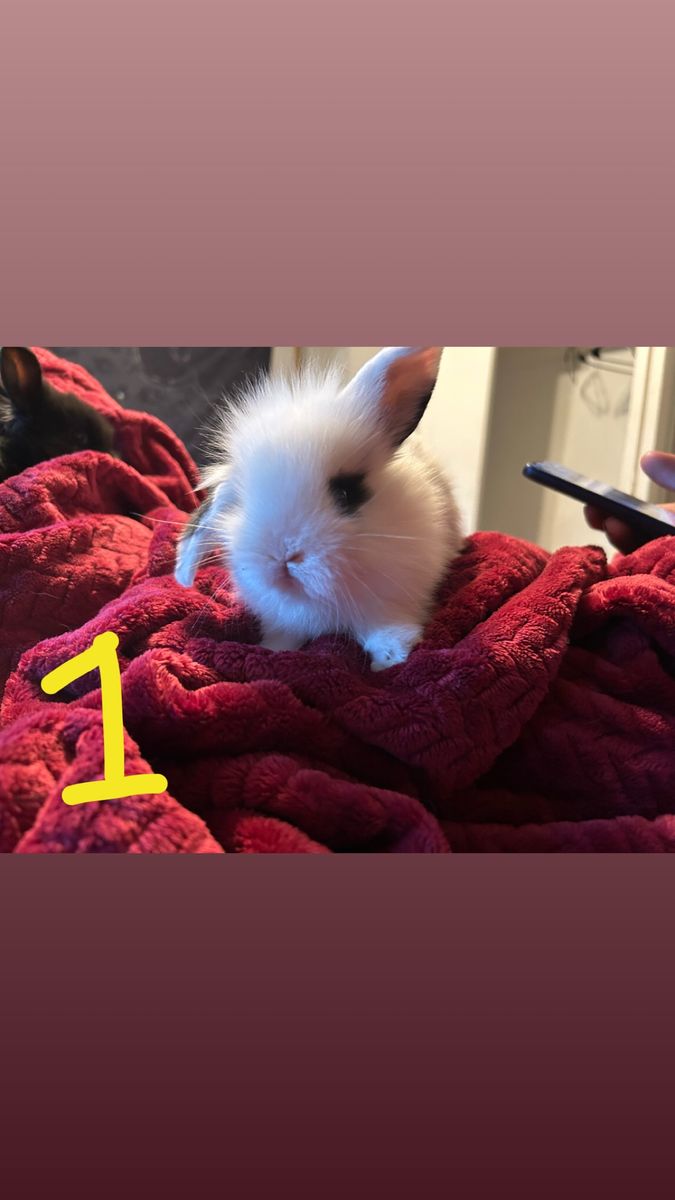 Holland lop/lion head baby bunnies!!