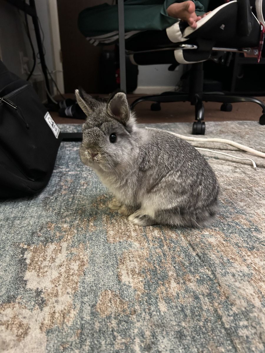 Netherland dwarf
