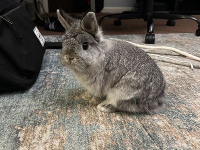 Netherland dwarf