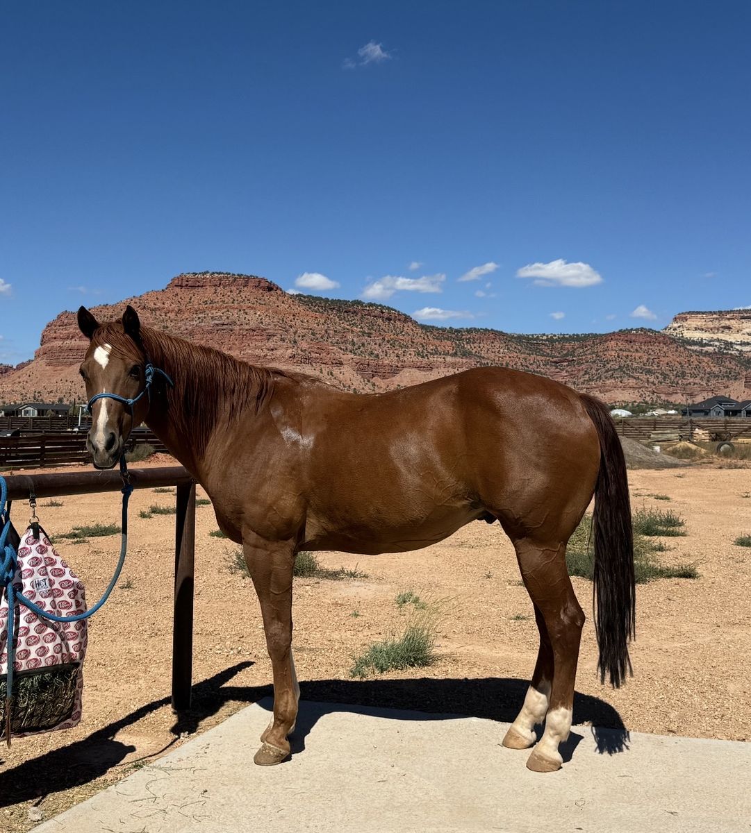 Horse for sale