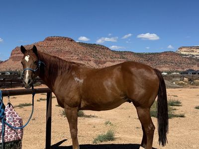 Horse for sale