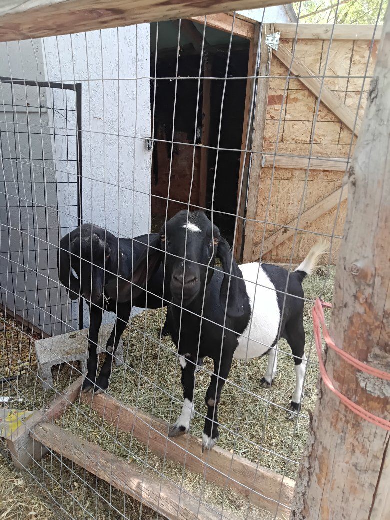 Pair of Boer x Does possibly pregnant