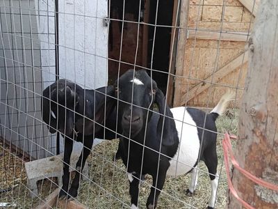 Pair of Boer x Does possibly pregnant