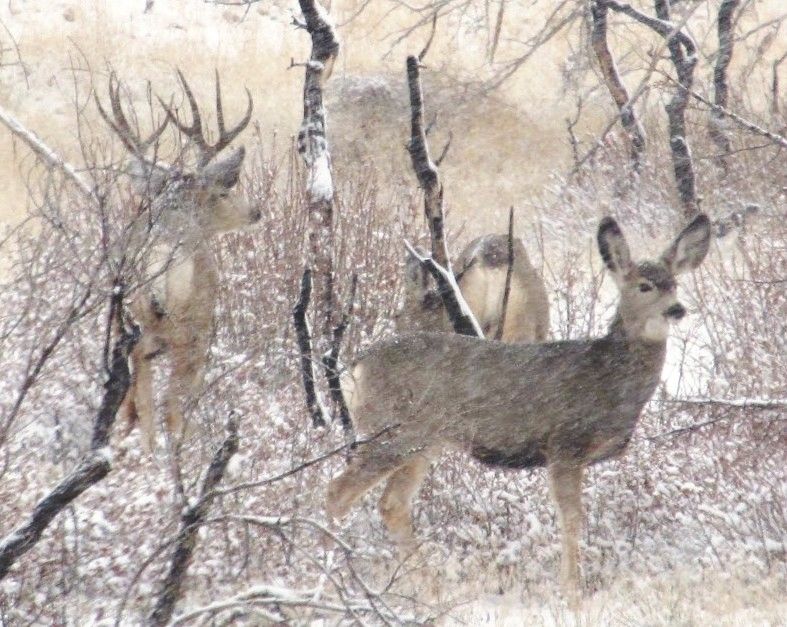 Nebo Unit deer permit voucher - Private land only