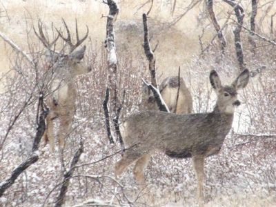 Nebo Unit deer permit voucher - Private land only