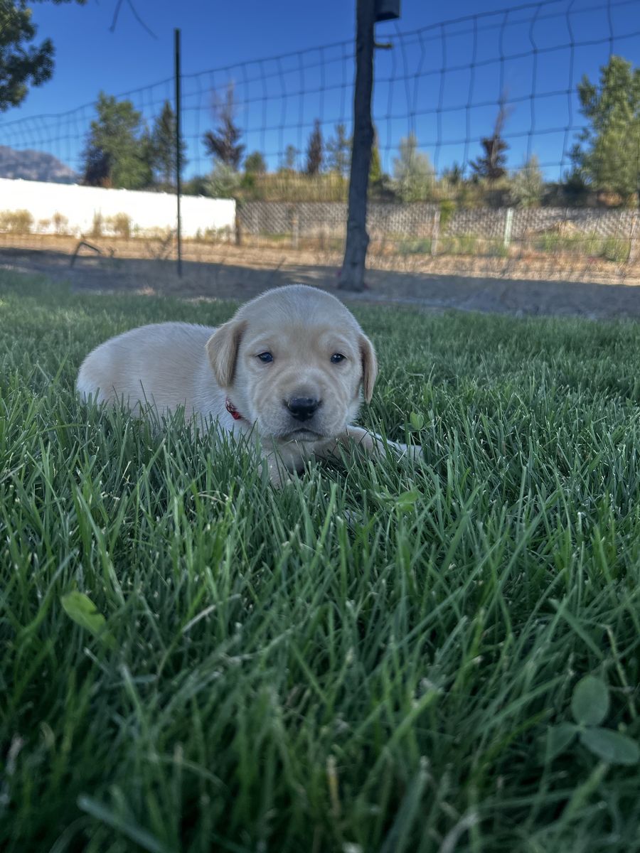 AKC Labrador Retriever Puppies