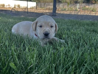 AKC Labrador Retriever Puppies