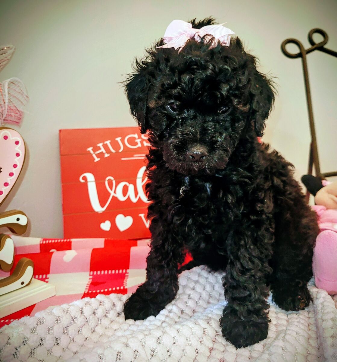 Goldendoodle Teacup Puppies-Ready Valentine's Day!