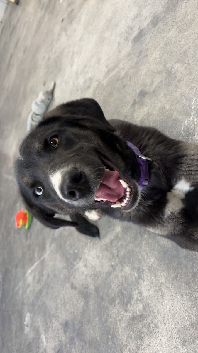 Meet Skye — your future adventure buddy and loyal best friend**