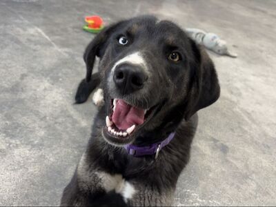 Meet Skye — your future adventure buddy and loyal best friend**