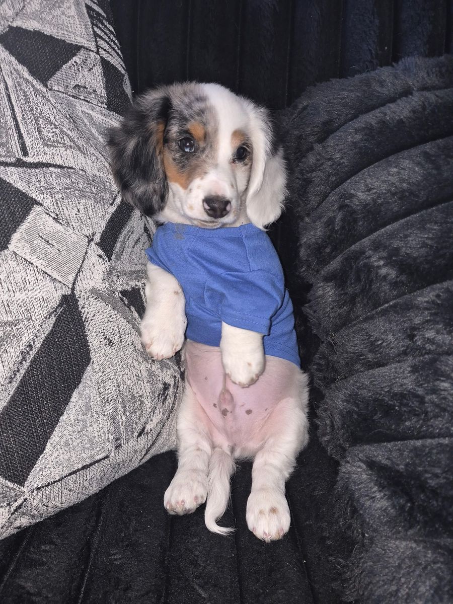 Dachshund Puppy - Male, Dapple Coat