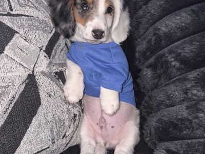 Dachshund Puppy - Male, Dapple Coat