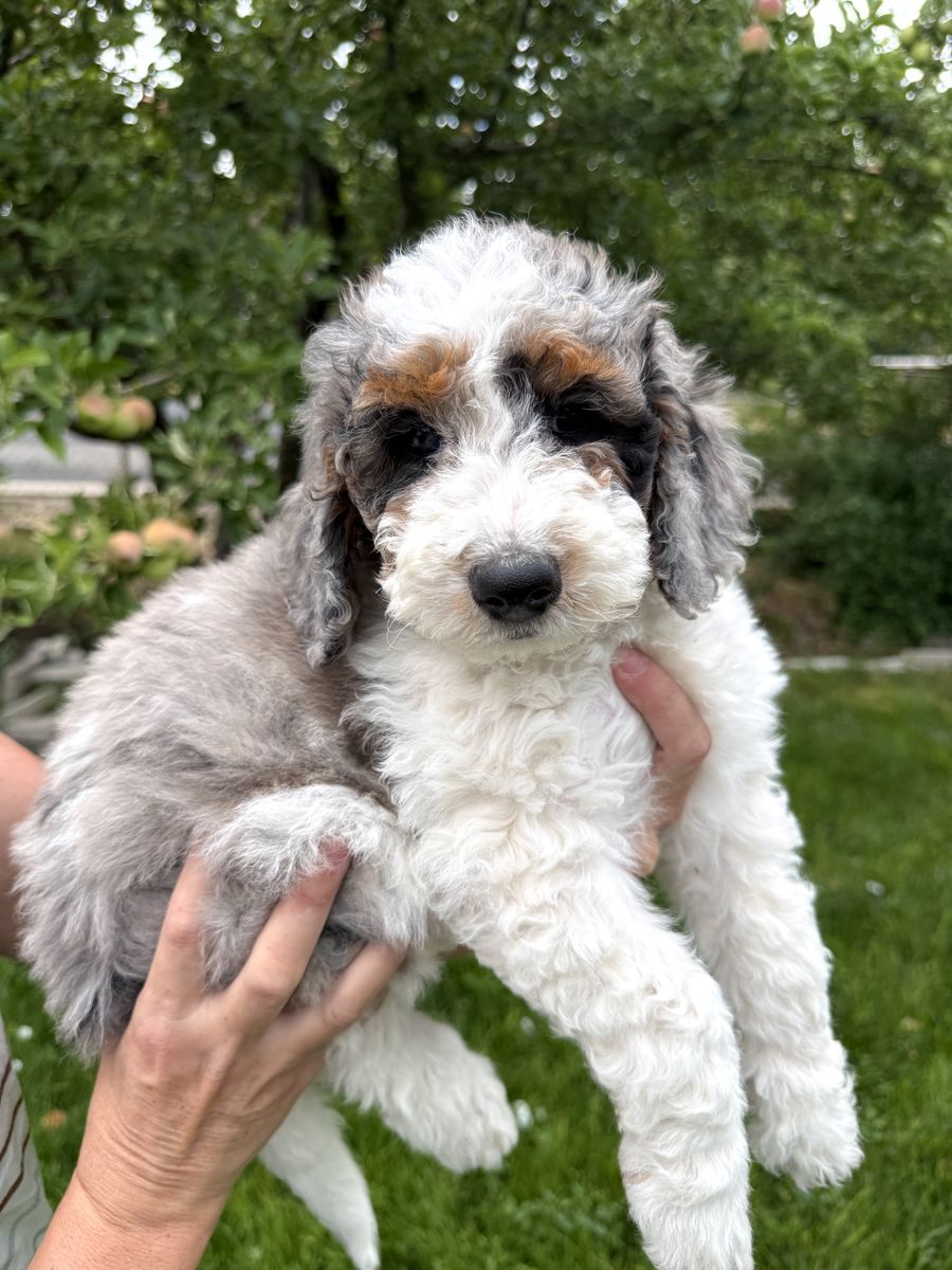 Bernedoodle puppy, Bernadoodle, berniedoodle, mini Bernedoodle 