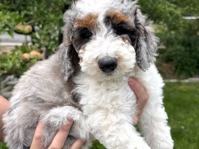 Bernedoodle puppy, Bernadoodle, berniedoodle, mini Bernedoodle