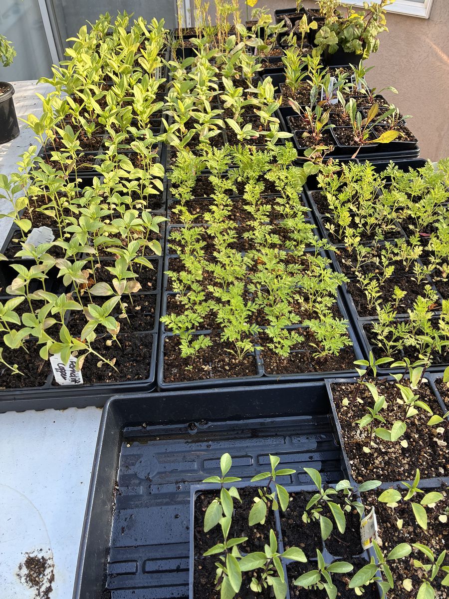 Seedlings for your cut flower garden