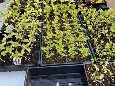 Seedlings for your cut flower garden