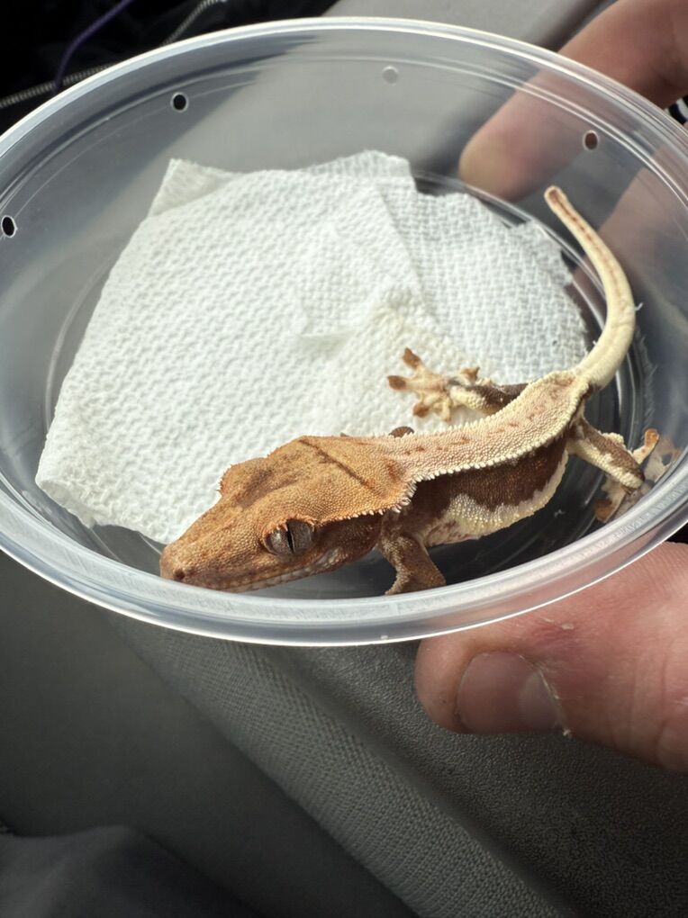 lilly White Crested Gecko