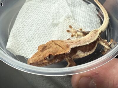 lilly White Crested Gecko