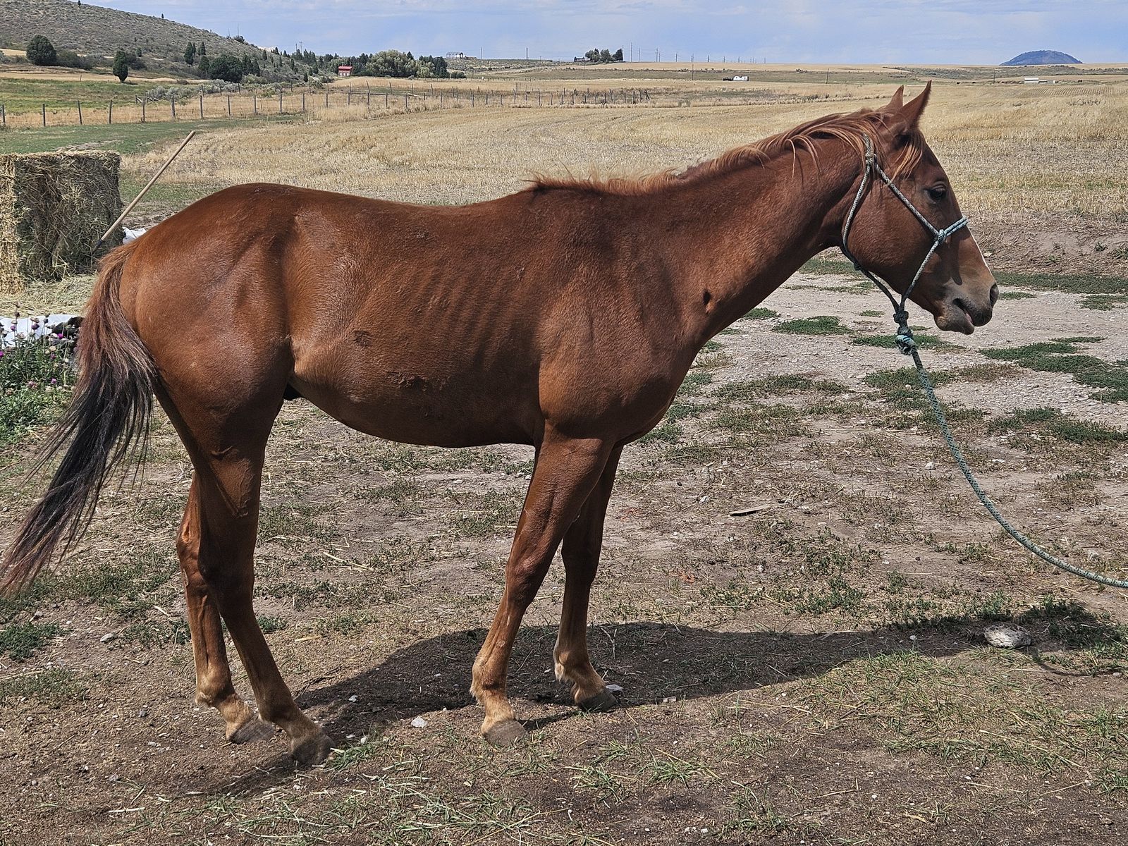 2 year old papered stud colt