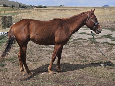 2 year old papered stud colt
